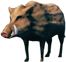 Boar